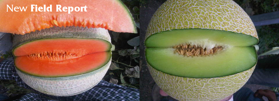 Novo relatório de campo Melões-01