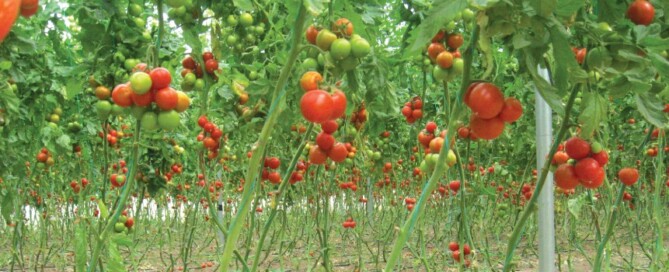 ara tomatoes 01 e1380647320784