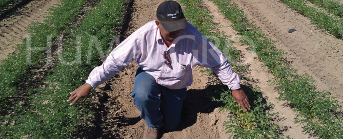 Garbanzo Beans Crop Comparison 01