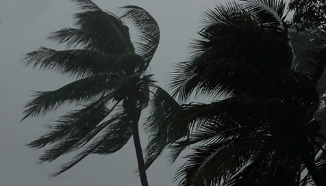 HurricanePalms2