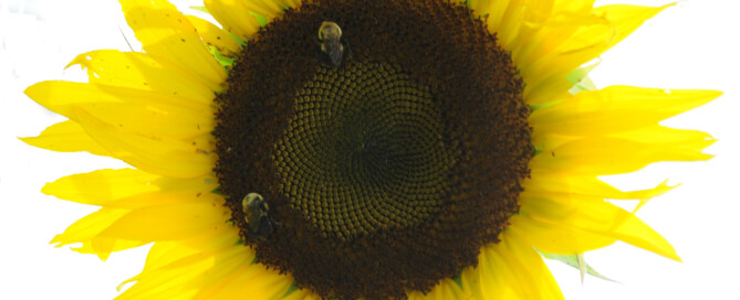 SunflowerBees2