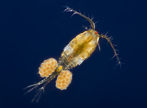 copepod