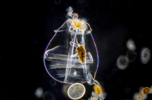 rotifer