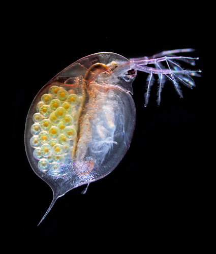 Daphnia