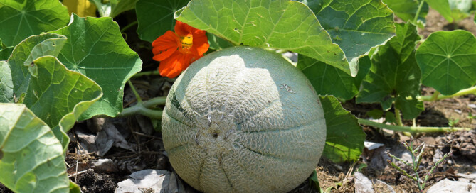 Cantaloupe