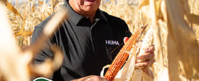 This week in ag author is holding a corn in the corn field.