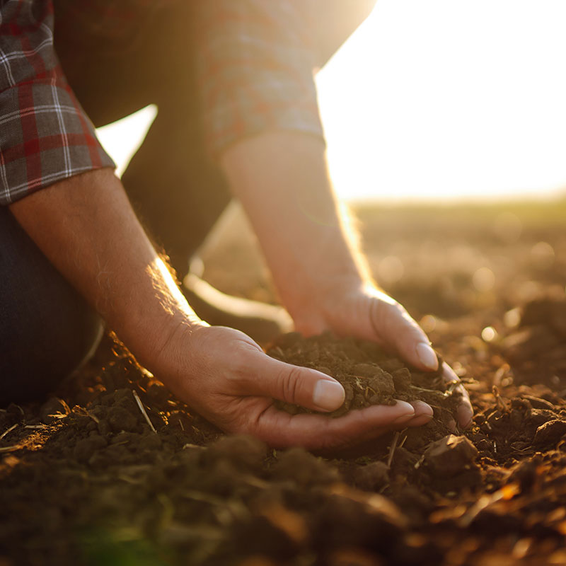 Male,Hands,Touching,Soil,On,The,Field.,Expert,Hand,Of