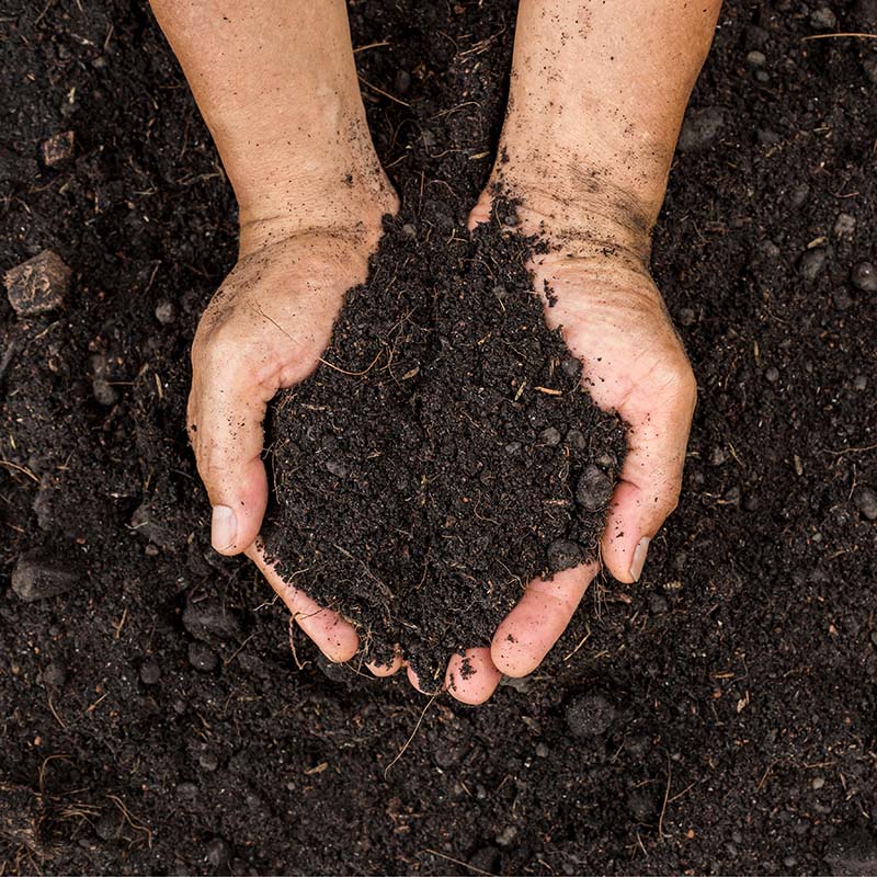 Closeup,Of,Farmer,Holding,Fertilizer,Soil,In,The,Agricultural,Field.