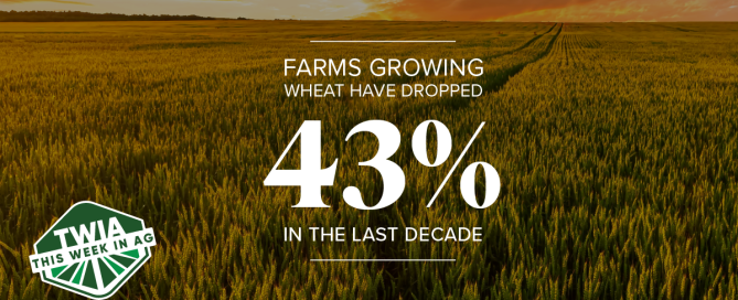 A wheat field in the background displaying the text "Farms Growing Wheat Have Dropped 43% In the Last Decade".