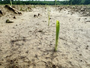 Corn crop emerging from the ground.