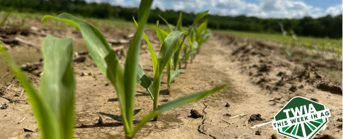 Tiny corn plants emerging from the ground in a field.