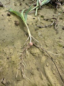 Una imagen que muestra el crecimiento masivo de raíces en una planta de maíz tumbada en el suelo.