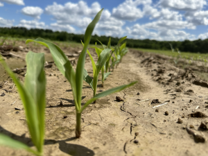 Una foto de plantas de maíz emergiendo del suelo.
