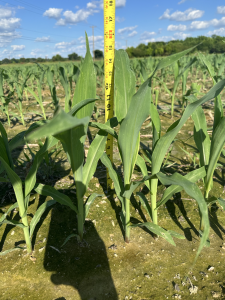A close-up of corn plants against a measuring tape showing impressive growth.