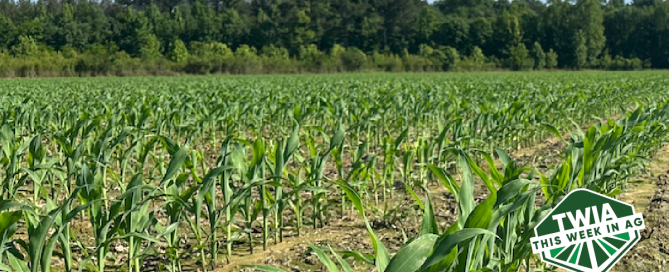 Beautiful shot of a growing corn field under the blue sky