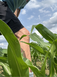 A close up shot of author's knee to show knee-high growth of corn plants in a field.