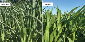 Antes y después de esta semana en Ag 70 Dos tomas que muestran plantas de maíz antes y después del riego.