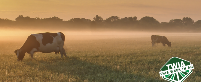 Two cows, far apart, grazing in a field.