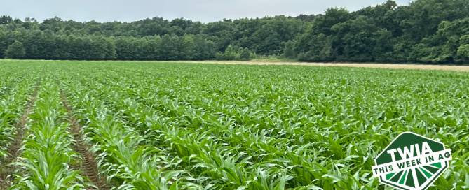A beautiful image of a corn field.