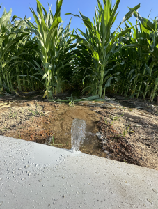 Agua liberada en un campo de maíz para regar.