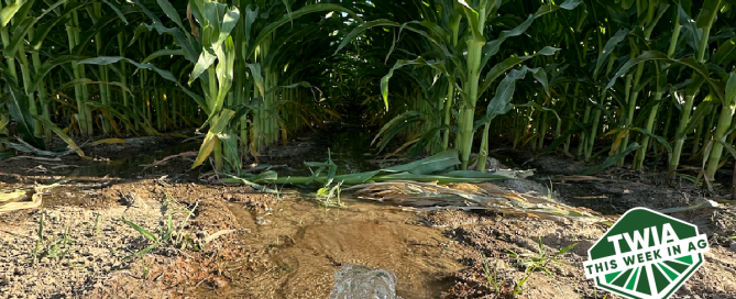 A shot showing water released on the ground in a corn field.