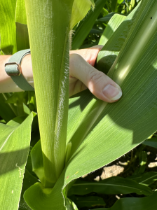 A close up of corn plant.
