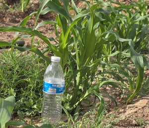 A water bottle rests on the ground amidst a cornfield.