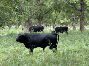 Three black colored cattle are grazing on the grass.