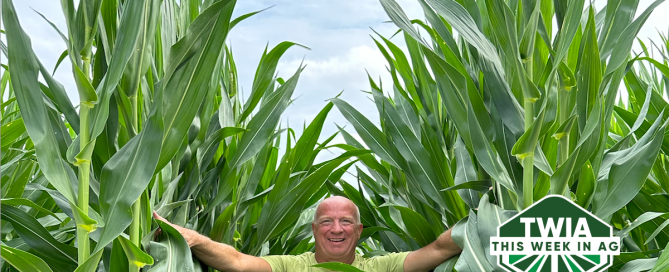 A mid shot of author standing amidst corn plants, proudly showing off their height.