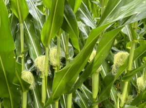A close up of corn plants with tassels.