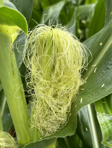 A close up of corn tassel.