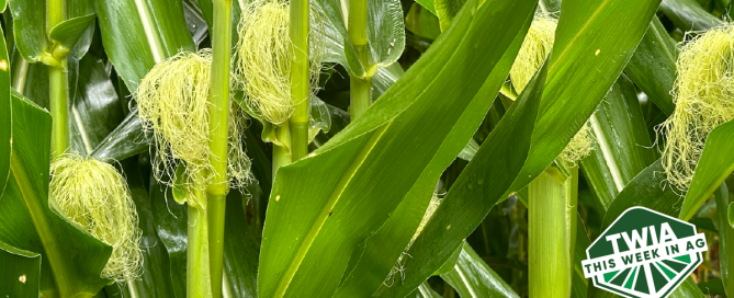 A close up of corn plants with tassels.