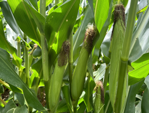 A closeup of corn plants.