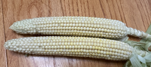 Two corns placed side by side on a table.