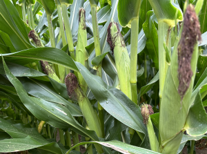 A close up of corn plants.