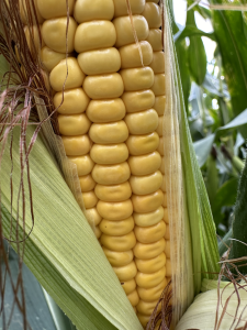 A vertical close up shot of corn.