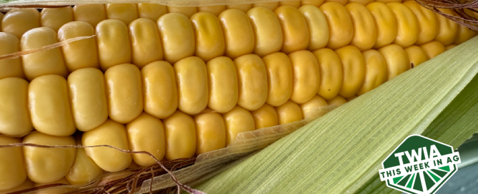 A close-up photo of a single ear of corn with its bright yellow kernels and green husk.
