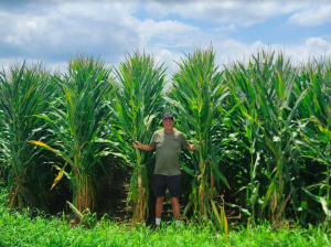 O autor Fred Nichols em frente a suas plantas de milho.