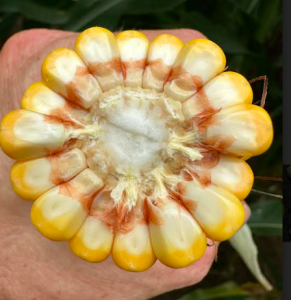 Close up of a corn ear with 16 rows of kernels.