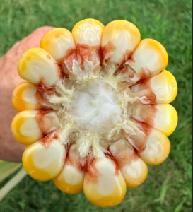 Close up of a corn ear with 14 rows of kernels.