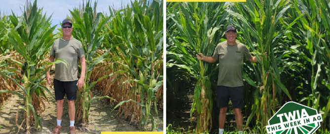 A photo of author Fred Nichols standing with his corn plants grown with Huma products.