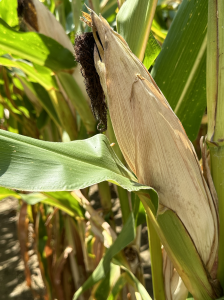 A close up shot of mature corn in author Fred's farm.