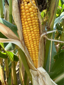 A close up of mature corn with kernels.