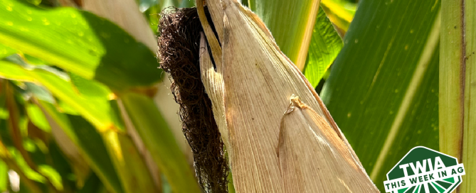 A close up of mature corn plant.