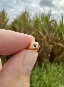 Primer plano de una mano sujetando un grano seco. 