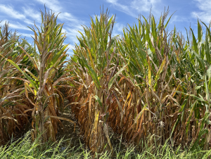 A shot of corn plants in Fred Nichol's farm.