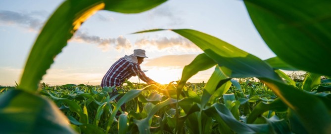 A beautiful golden hour shot of a farmer working in a field.