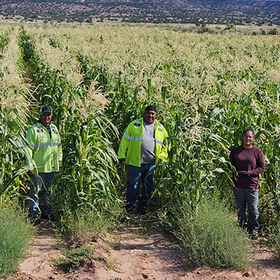 Foto 2 Proyecto de maíz de la granja Zia Pueblo, productos Huma® aplicados Foto 2 Proyecto de maíz de la granja Zia Pueblo, productos Huma® aplicados
