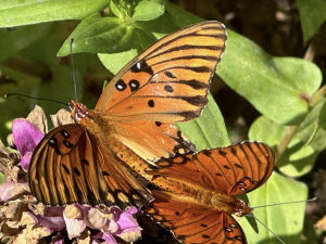 Monarch butterflies sitting on flowers.