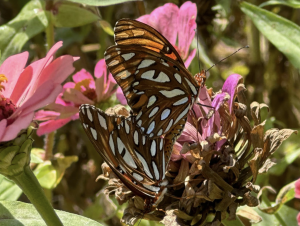 Mariposas sentadas sobre flores.